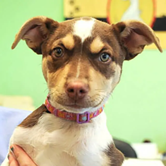 Image of dog