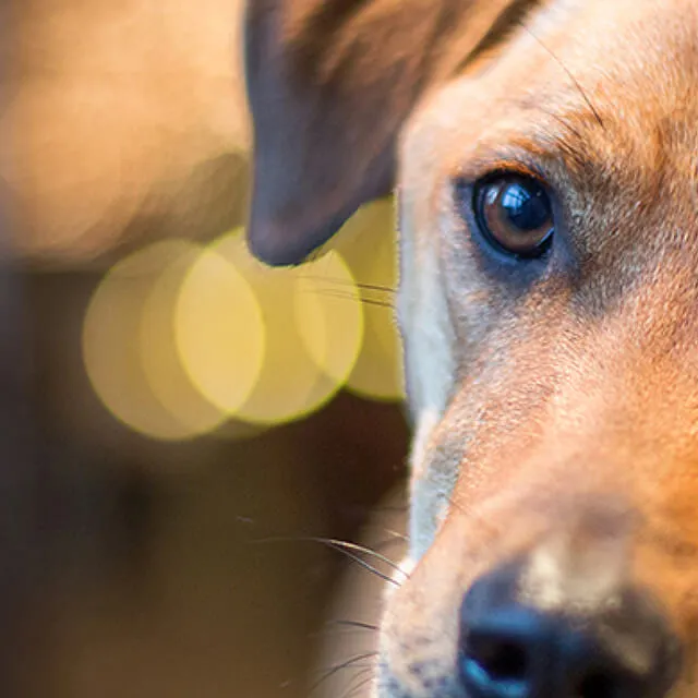 Image of dog