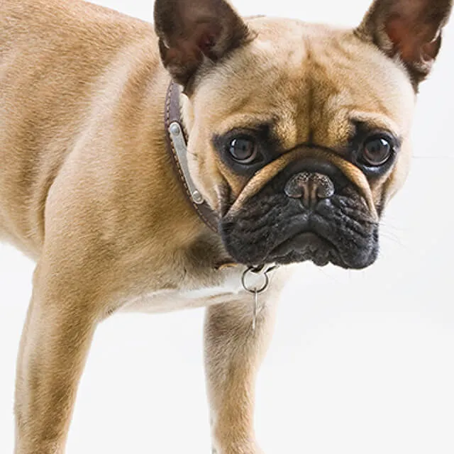 Image of dog