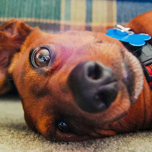 Image of dog