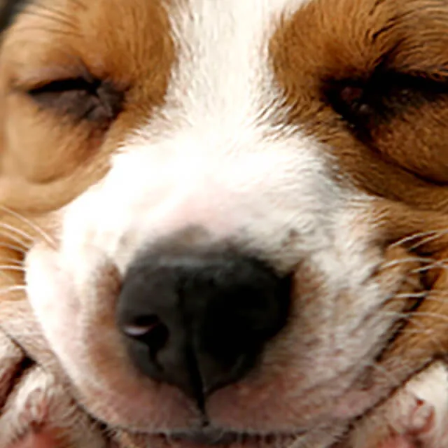 Image of dog