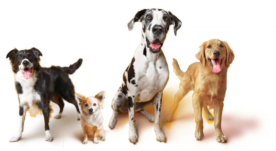 Image of dogs