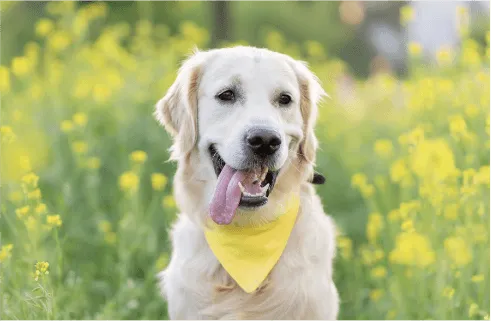 Image of dog