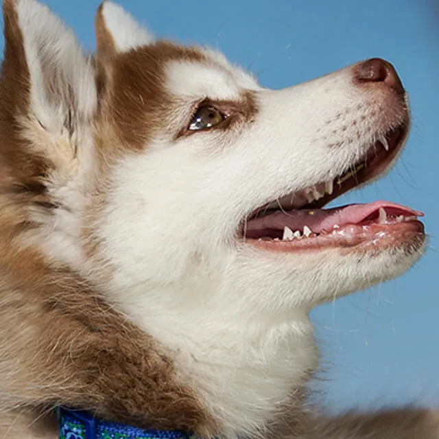 Image of dog