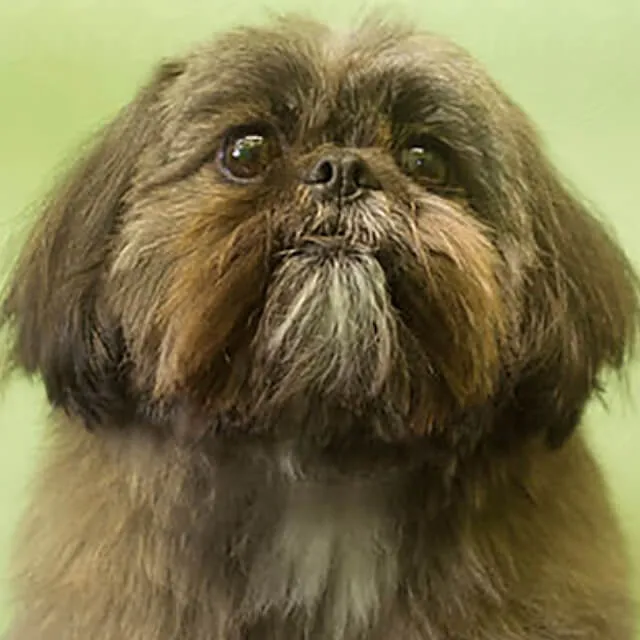 Image of dog