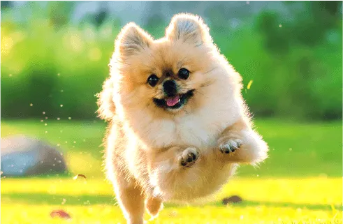 Image of dog