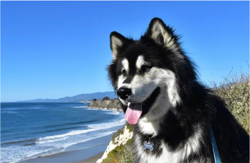 Image of dog