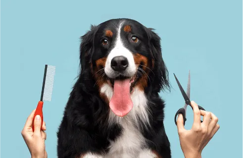 Image of dog