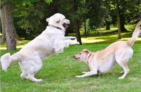 Image of two dogs