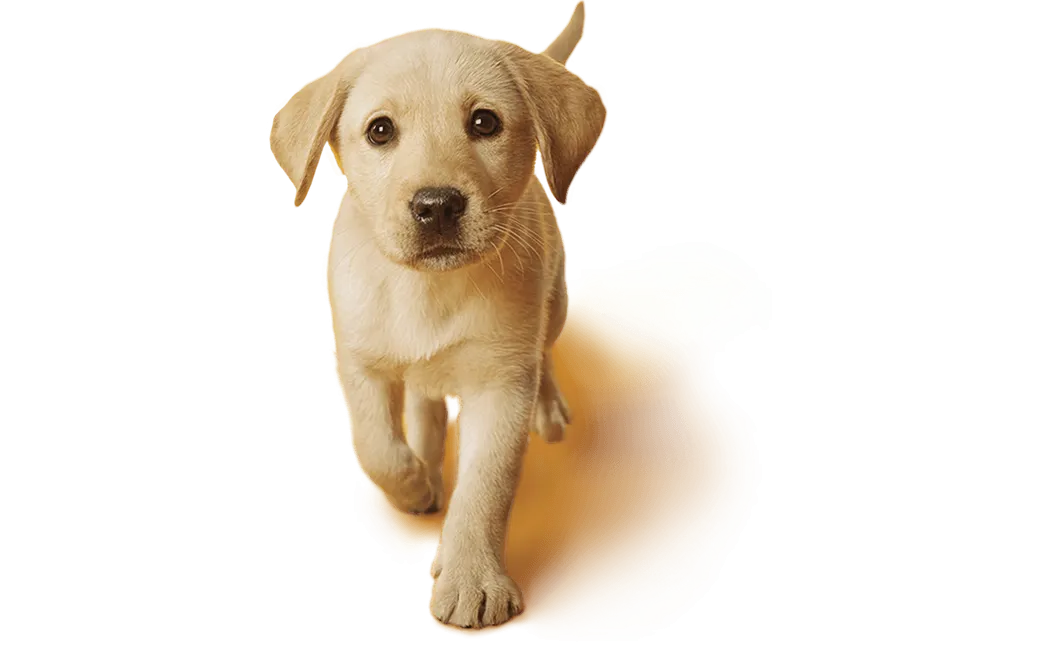 Image of dog