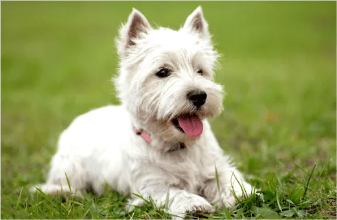 Image of dog
