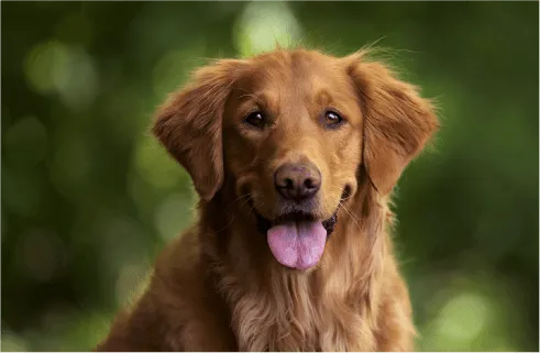 Image of dog