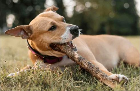 Image of dog
