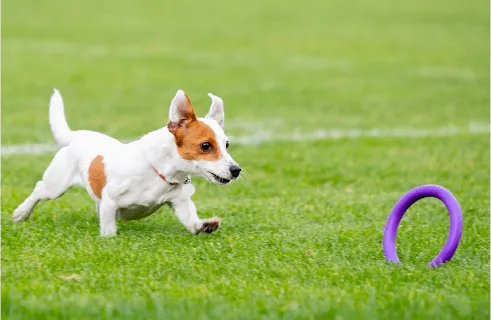 Image of dog