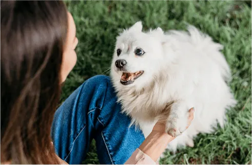 Image of dog