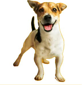 Dog services