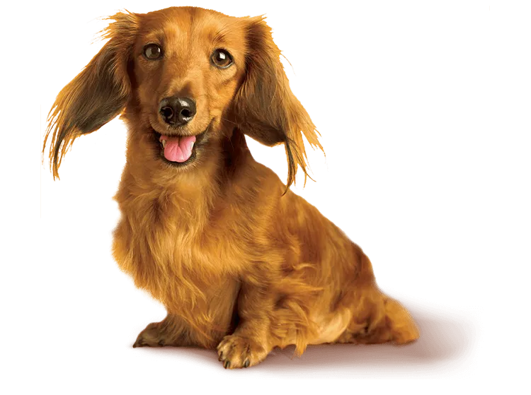 Image of dog