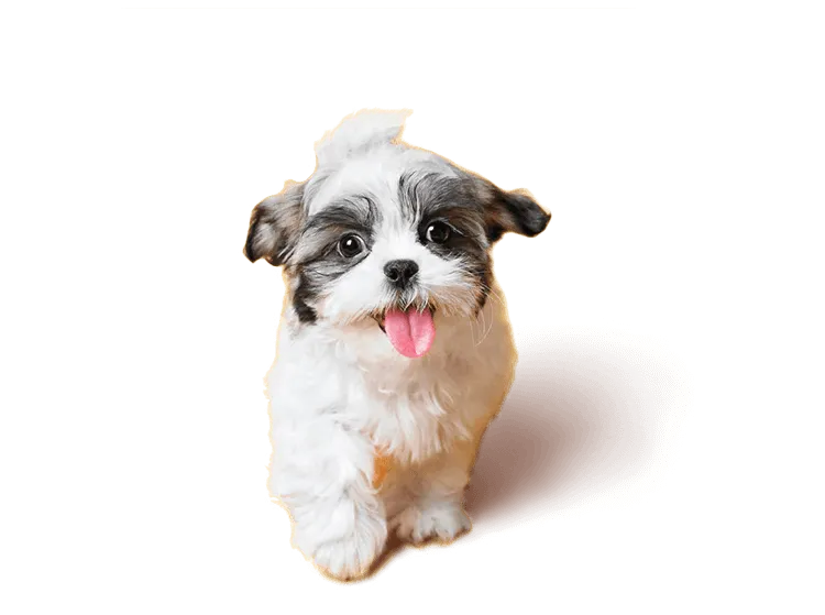 puppy