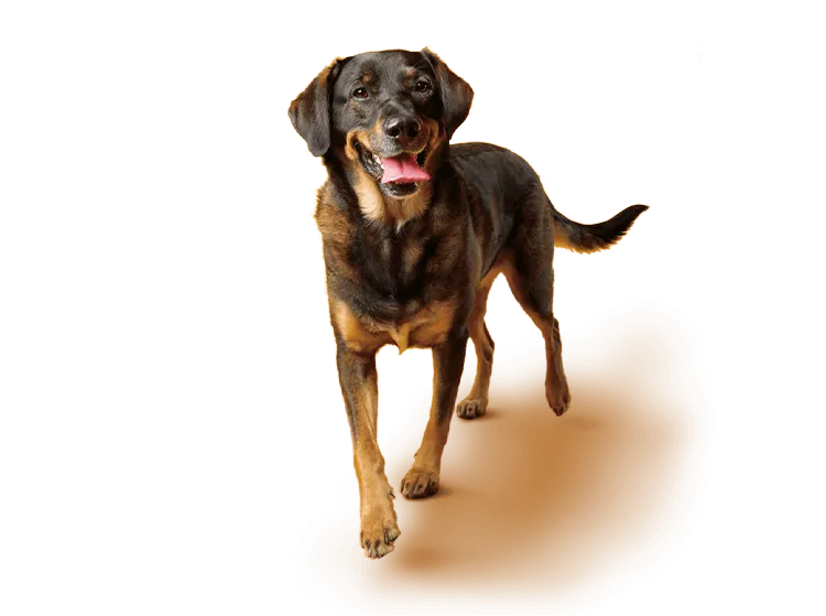 Image of dog