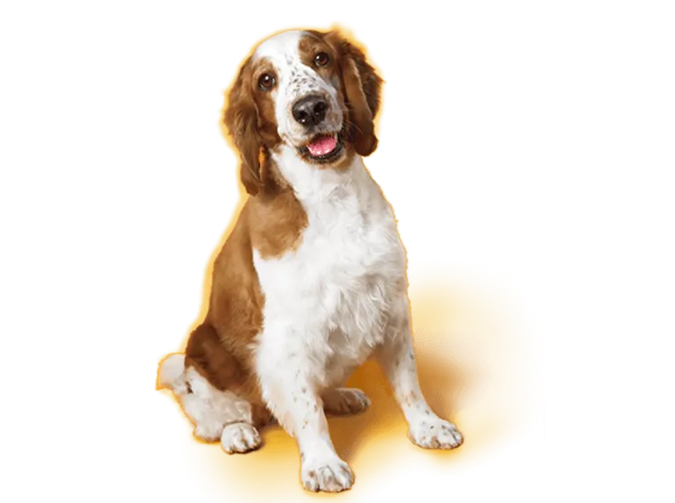 Welsh Springer Spaniel
