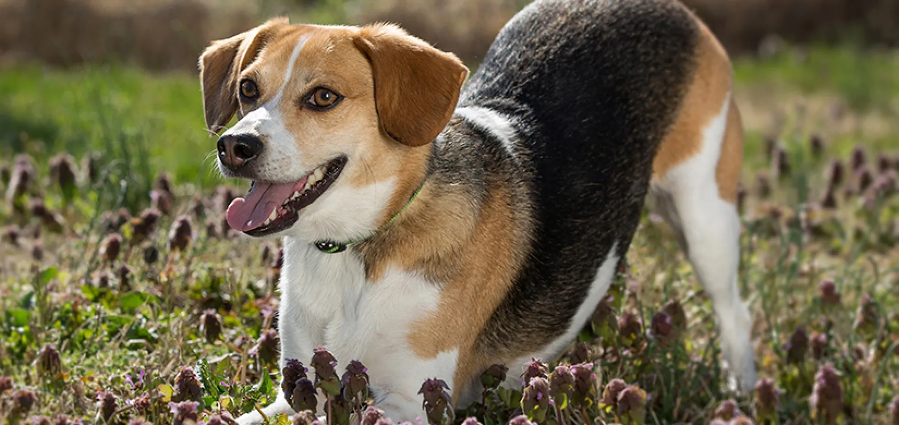 6 Ways To Teach Your Dog To Sit