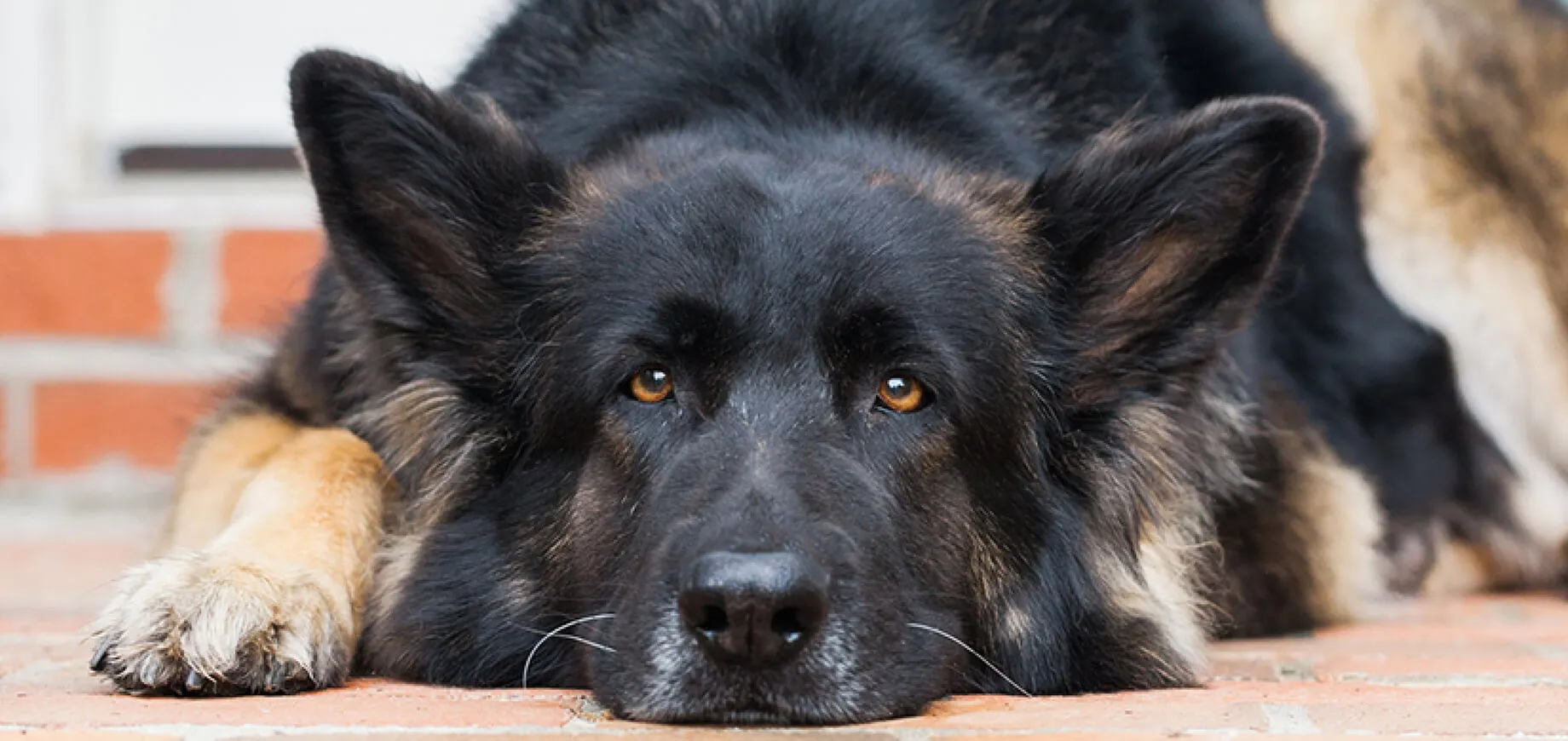 7 Ways To Stop A Dog Fight