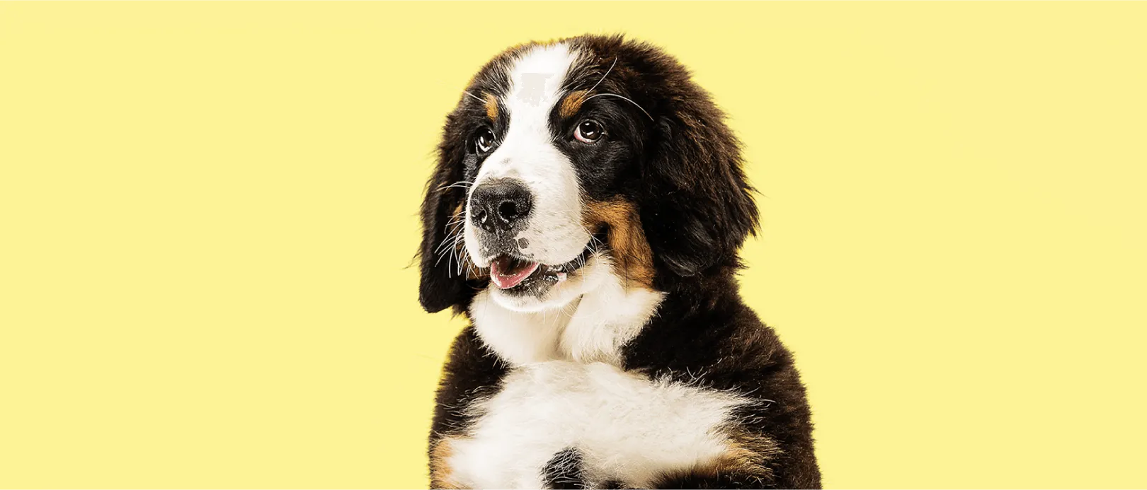 Different Sources Of High Protein In Dog Food