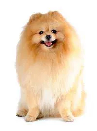 Types-of-Pomeranian
