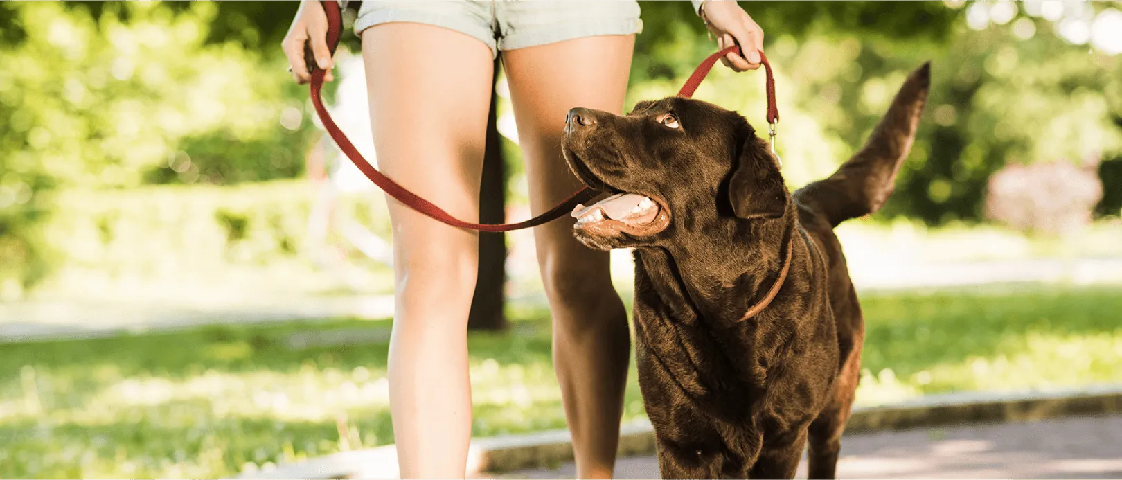 How To Keep Your Dogs Joint Healthy