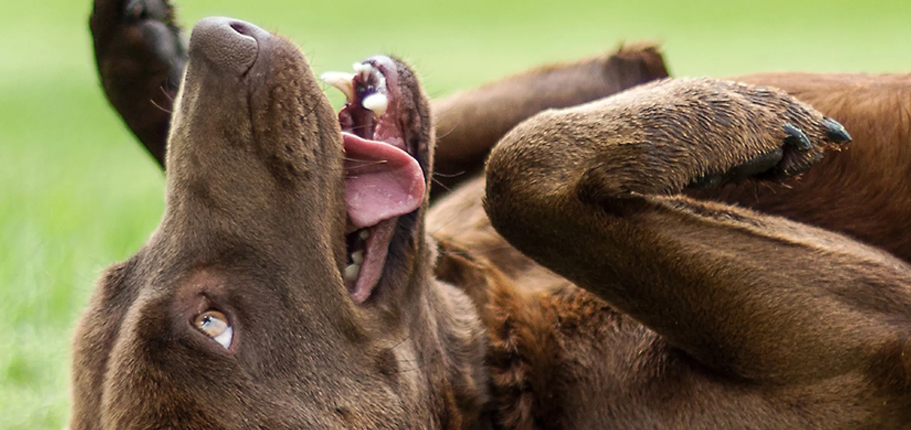 12 Fascinating Facts About Dogs, Fun Trivia, & More!