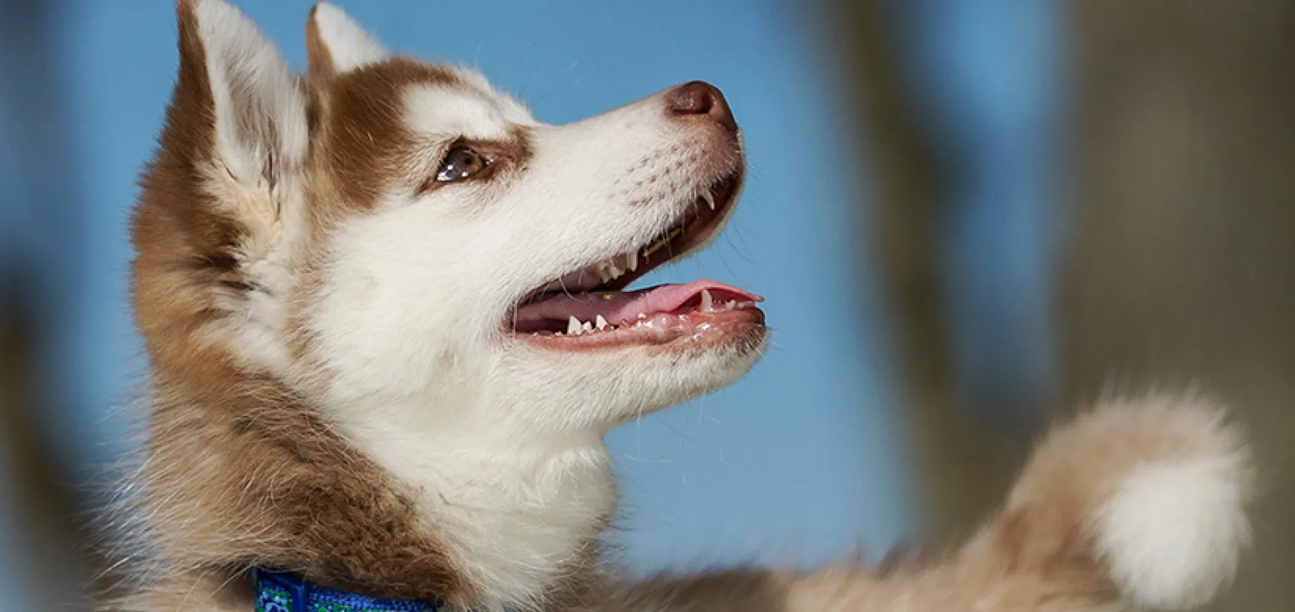 Controlling your dog’s urge to chase