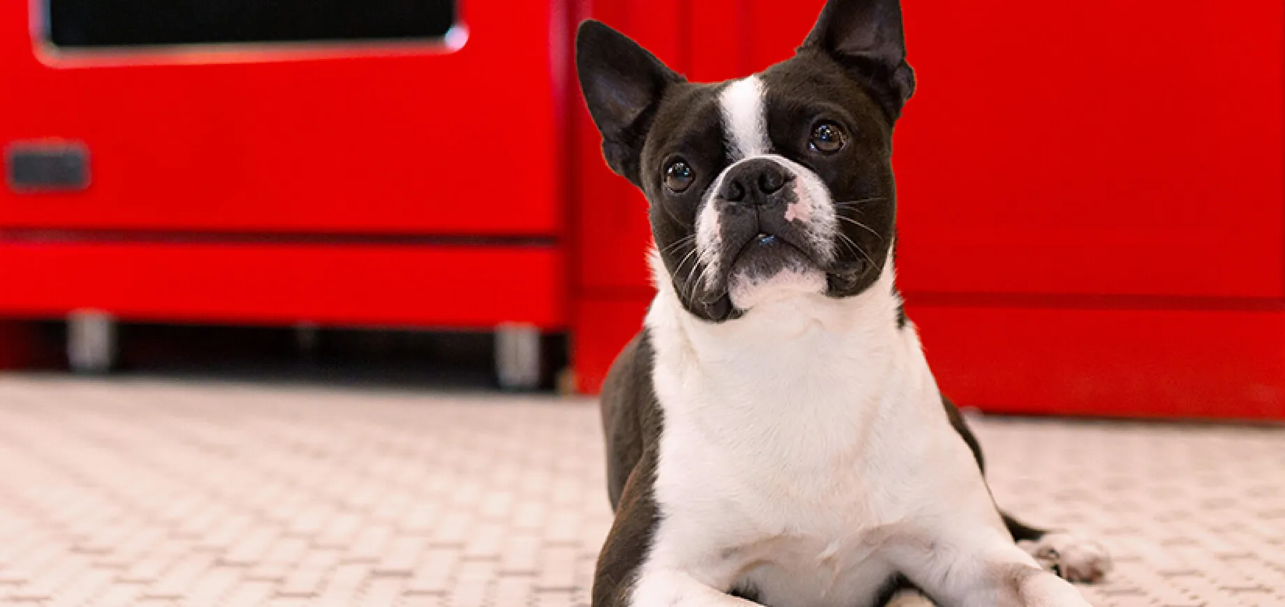 Basic Dog & Puppy Obedience Training