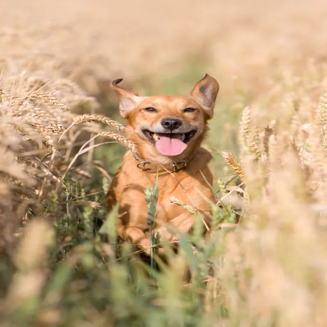 summer-dog-breeds