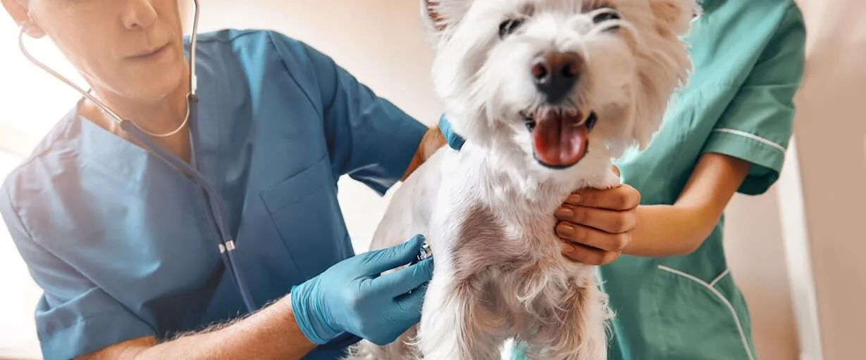 Canine Distemper
