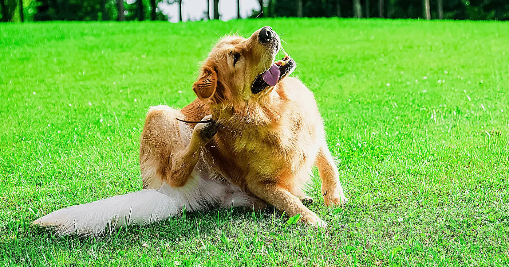 Fungal Infection in Dogs