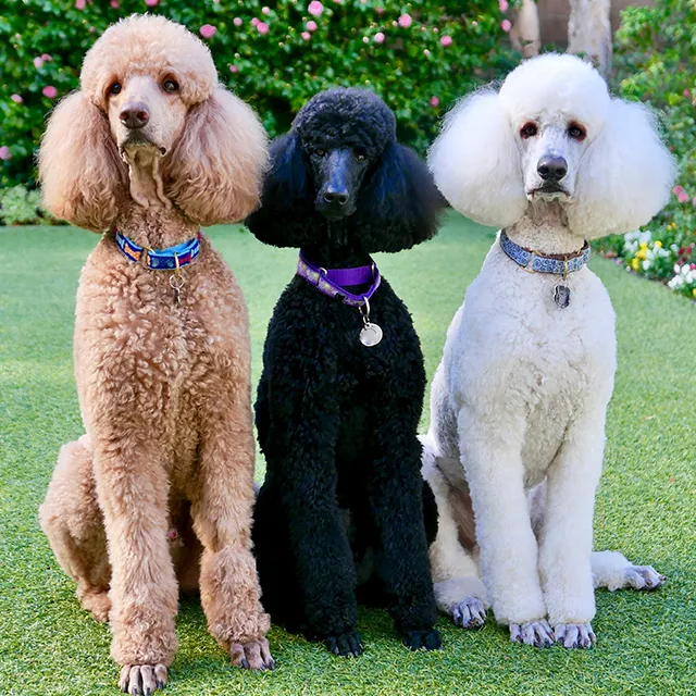 Types of Poodle