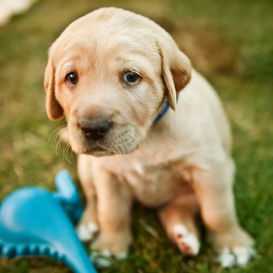 Why is My Puppy Crying