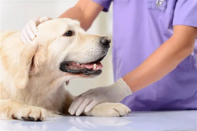 Golden Retriever being checked up on a veterinary examination table.