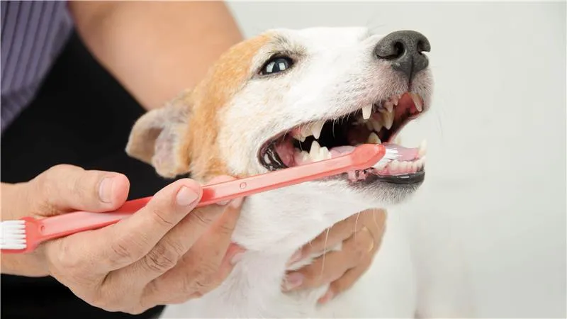 A small dog having its teeth brushed with a pink toothbrush while a person gently holds its mouth open.