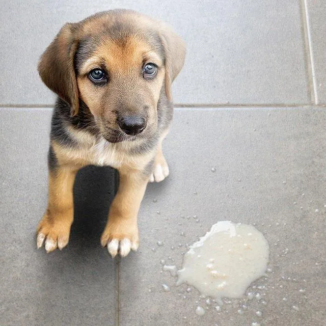 A puppy with tan and black markings and striking blue eyes sitting next to a small puddle of white, milky vomit.