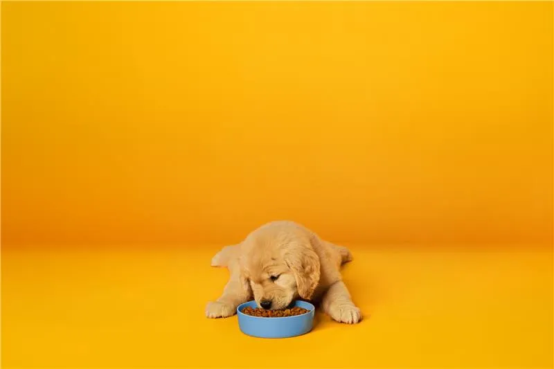 Golden retriever puppy eating kibble from a blue bowl against a yellow backdrop.