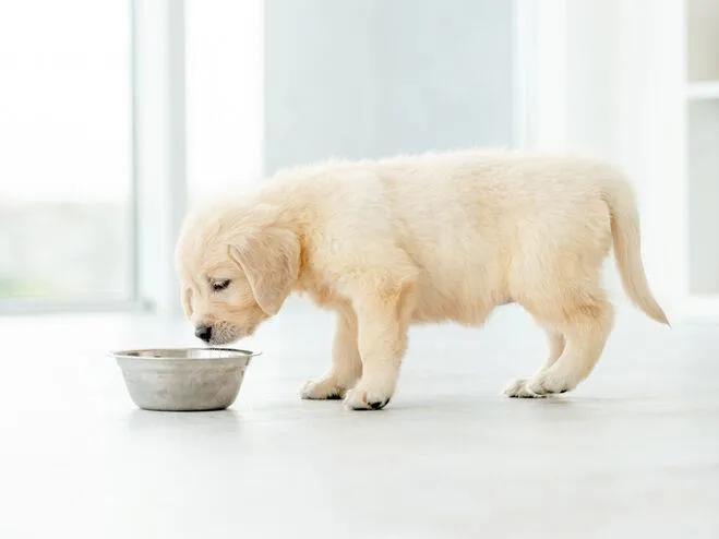 Golden retriever puppy staring into a silver food bowl.