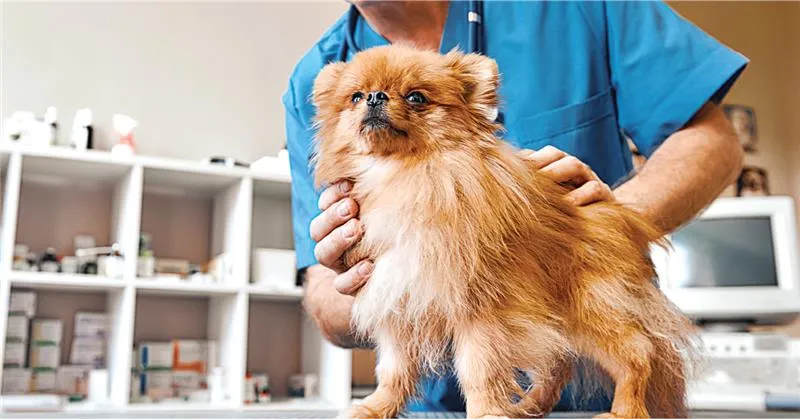 A brown Pomeranian being examined by a vet.