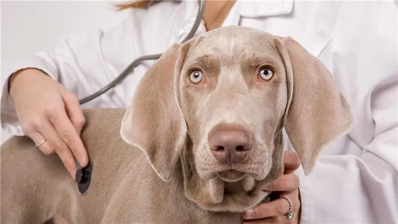 A Weimaraner being examined by a veterinarian with a stethoscope during a health checkup.