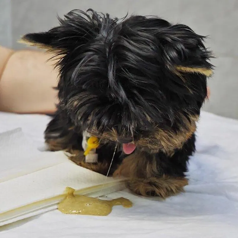 A Yorkshire Terrier puppy with shaggy black and tan fur vomiting yellow liquid