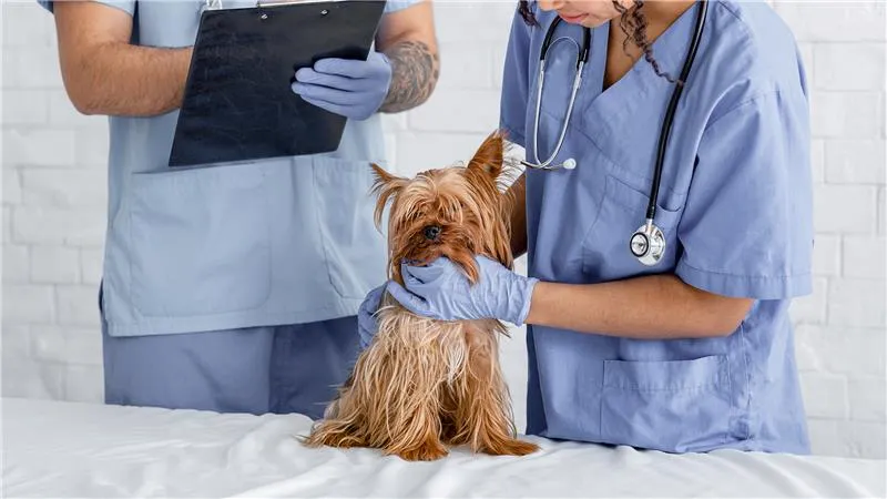 Two vets performing a physical examination on a Yorkshire Terrier.