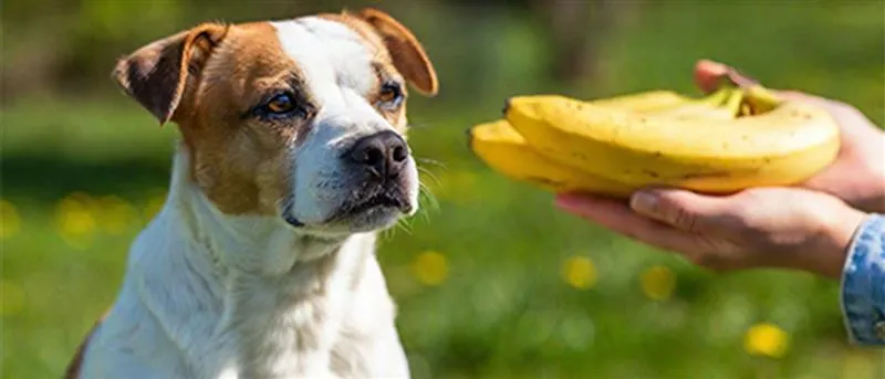 A brown-and-white dog sitting outdoors and looking at a person holding a bunch of bananas.