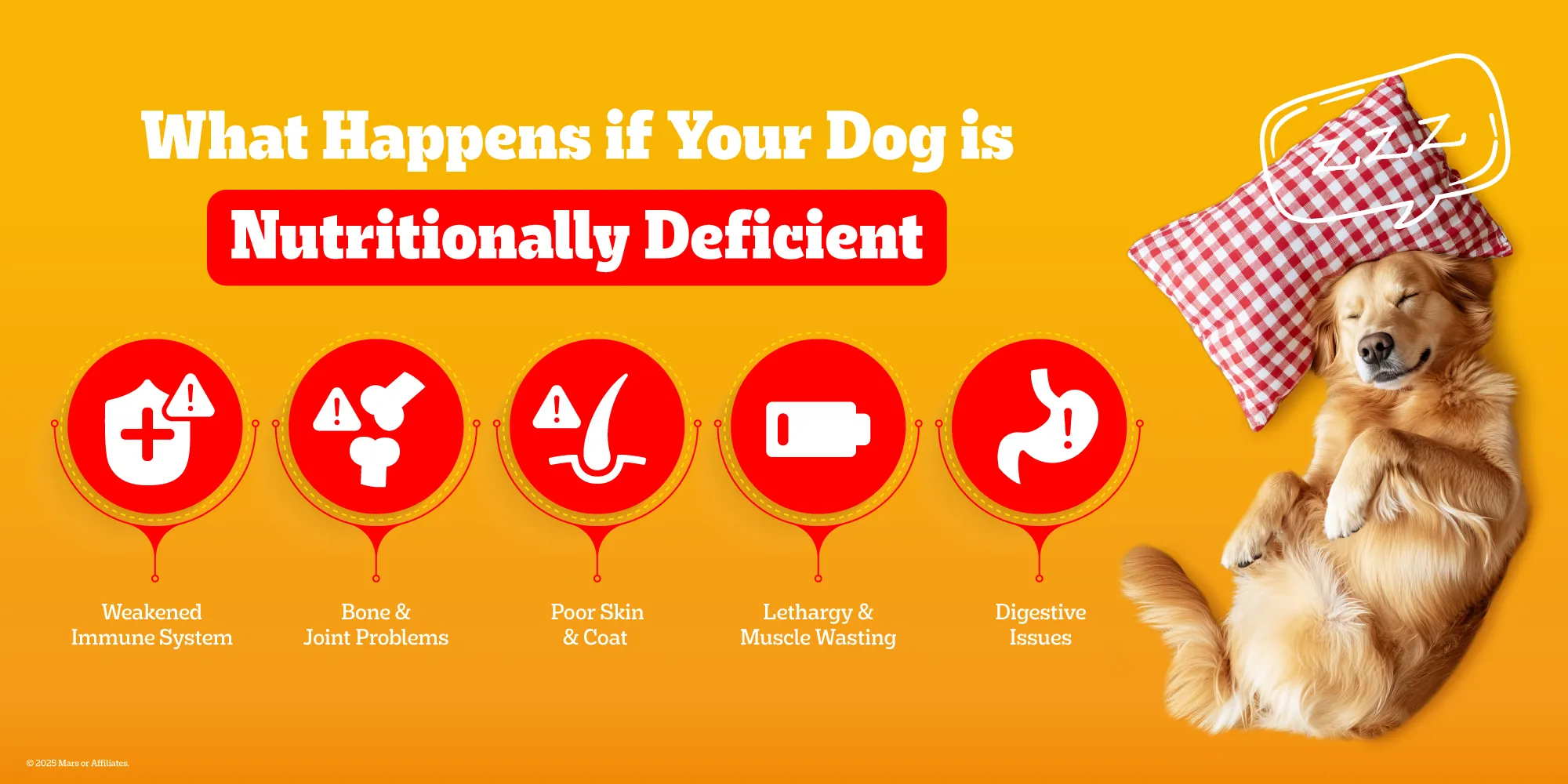 dog-food-banner