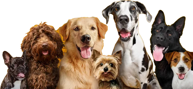 community_dogs
