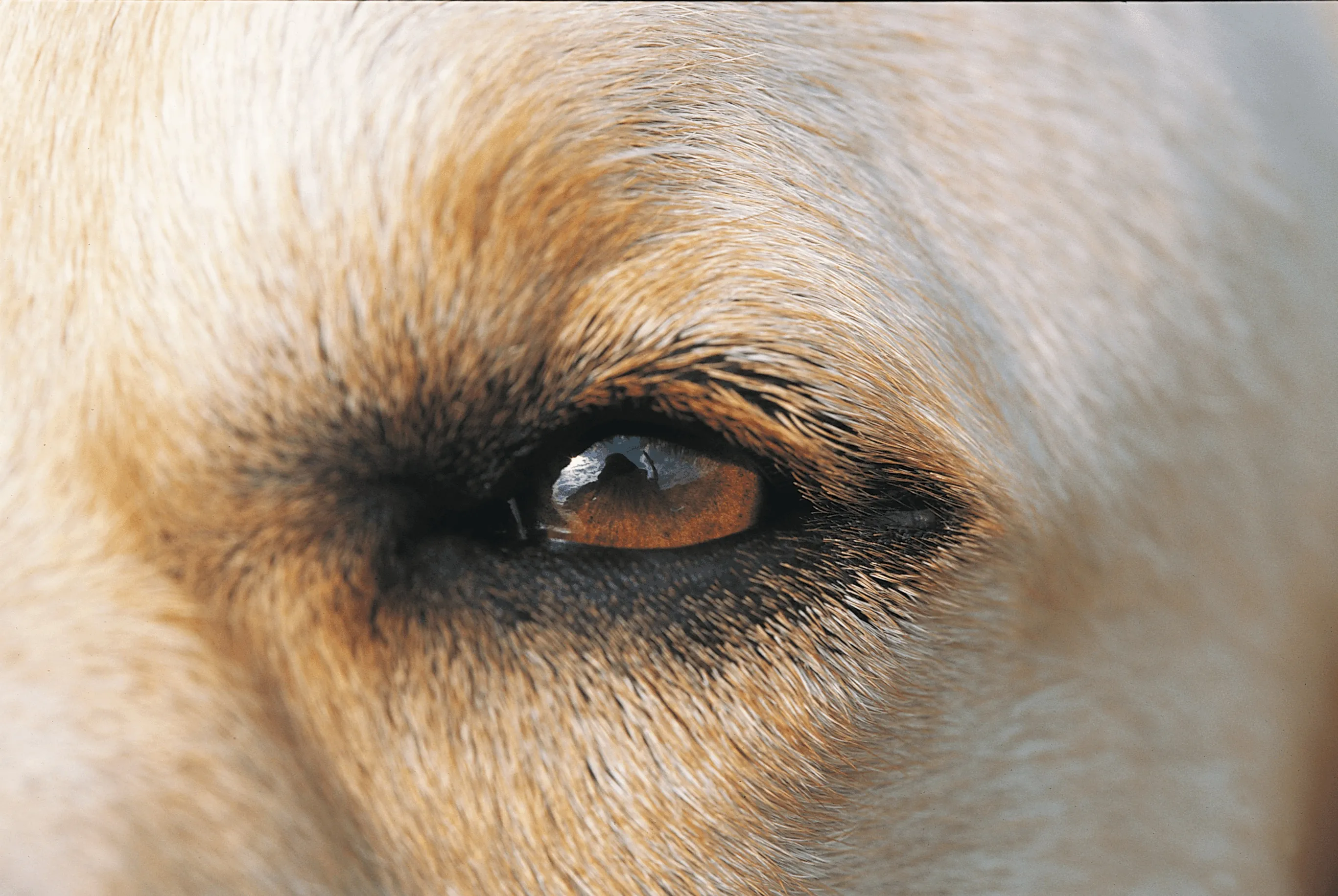 Cloudy Eyes